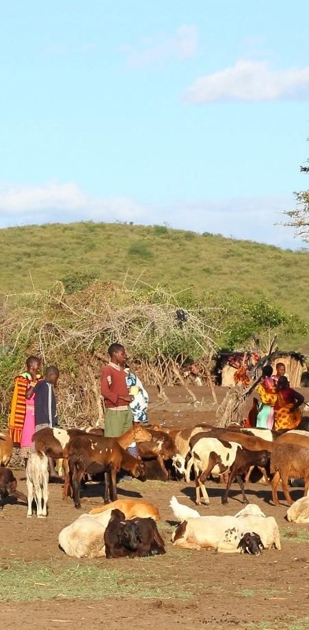 Pastoralist community with livestock in Northern Kenya